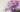 How to paint watercolour floral